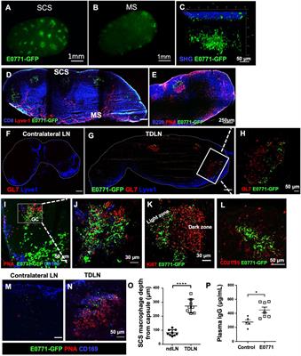 Tumor-Draining Lymph Node Reconstruction Promotes B Cell Activation During E0771 Mouse Breast Cancer Growth